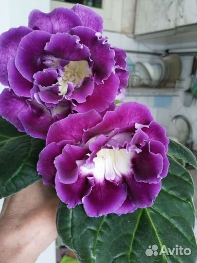 Глоксиния лист и цветок