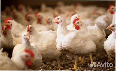 Бройлер, куры и другая птица на мясо