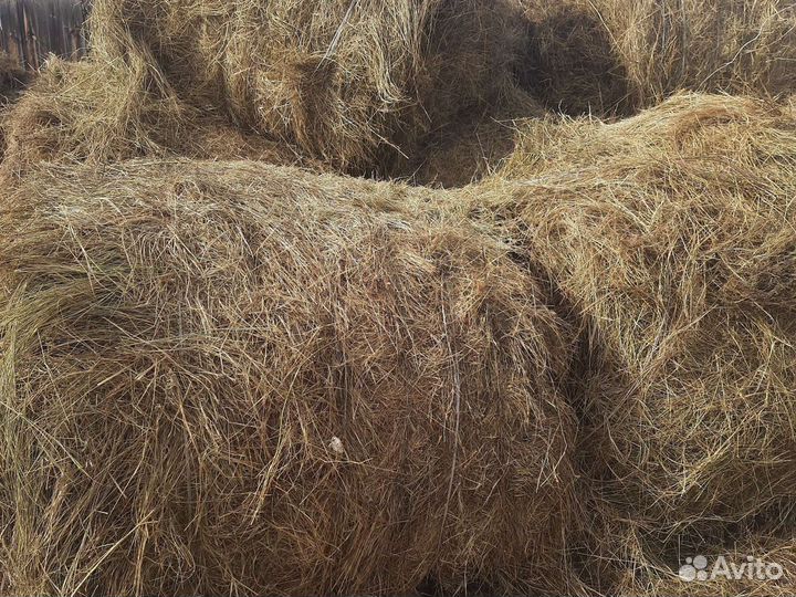 Сено в рулонах