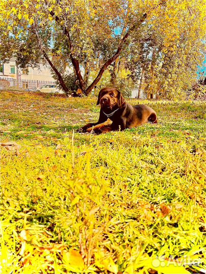 Вязка лабрадор