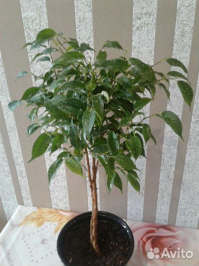 Фикус бенджамина