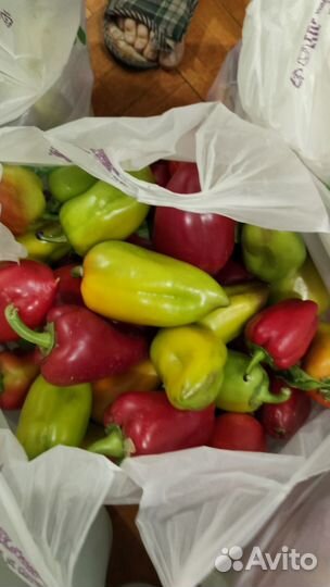 Перец болгарский