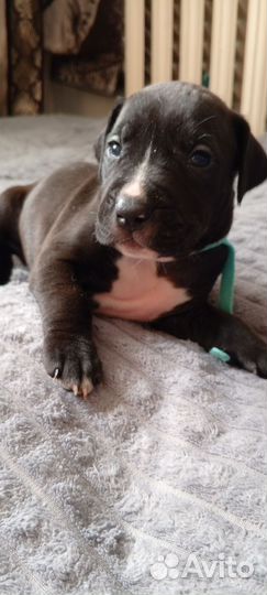 Щенки питбуля