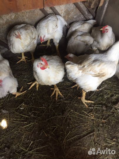 Куры бройлеры живым весом