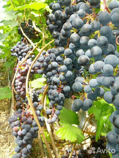 Саженцы винограда Мускат донской