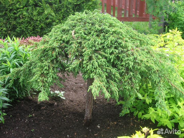 Можжевельник Репанда