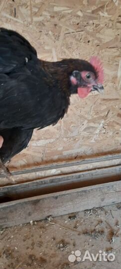 Молодые петухи