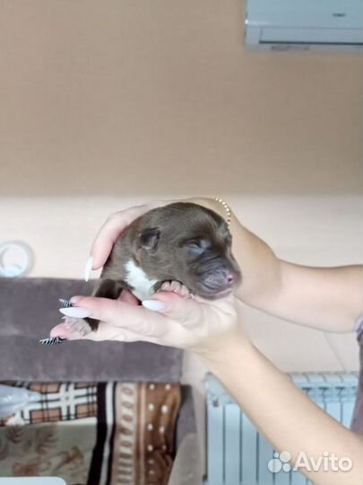 Щенки лабрадора