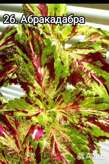 Колеусы часть девятая