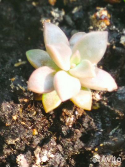 Суккуленты (наборы)