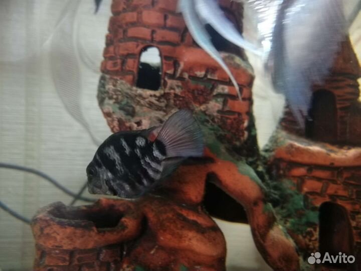 Аквариумные рыбки