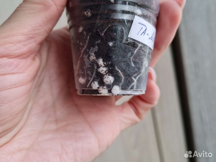 Пеларгония 