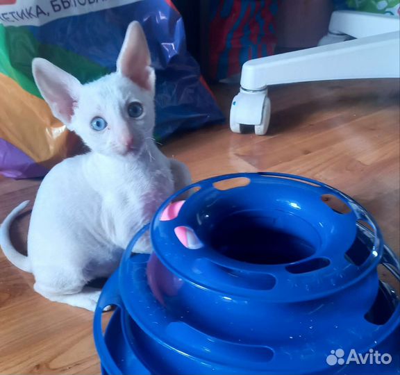 Продаю котят Корниш рекс