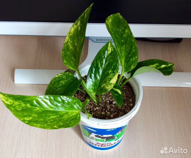 Сциндапсус