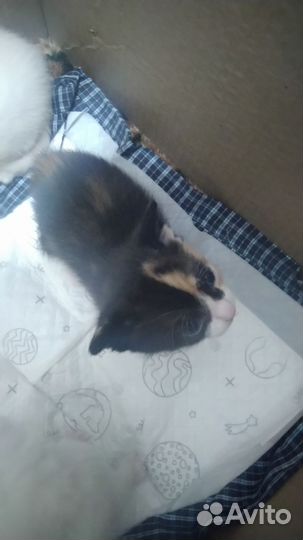 Отдам котенка