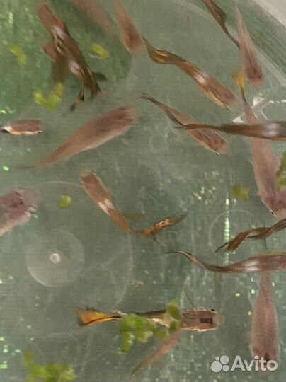 Аквариумные рыбки гуппи