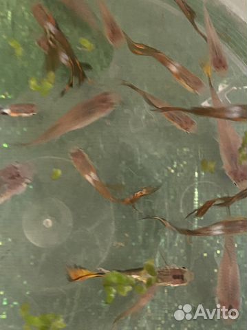 Аквариумные рыбки гуппи