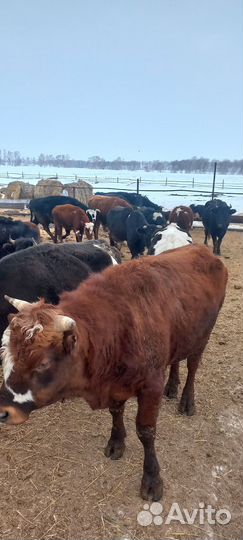 Продажа крс