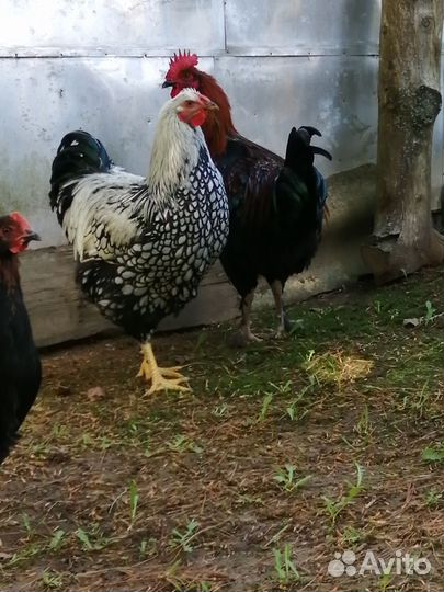 Петух виандот, мараны, билефельдеры
