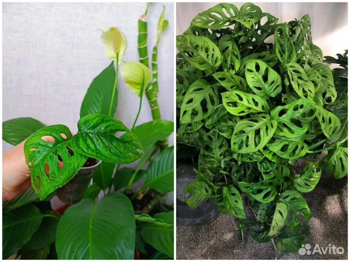 Комнатные цветы