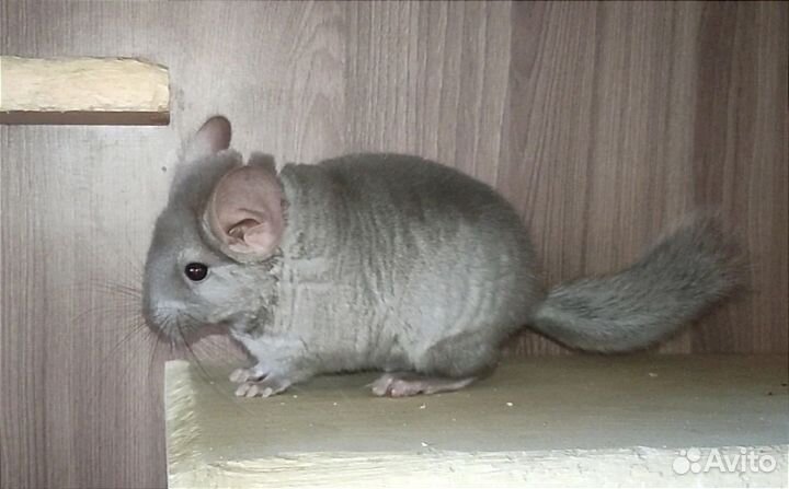 Мальчик шиншиллы