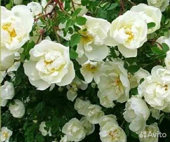 Флоксы Лилейник жёлтый Эхиноцея Шиповник