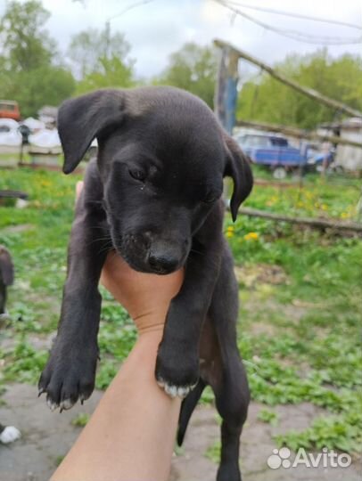 Смесь с питбулем отдам в добрые руки