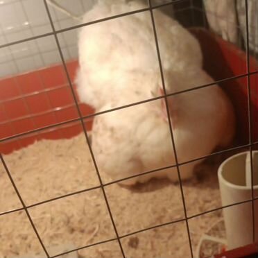 Инкубационное яйцо породистых кур мясояичного напр