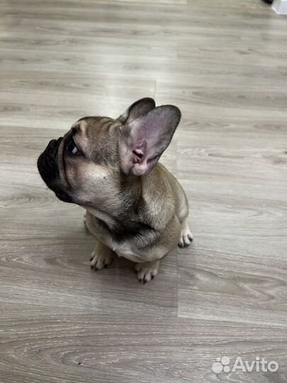 Фоанцузкий бульдог