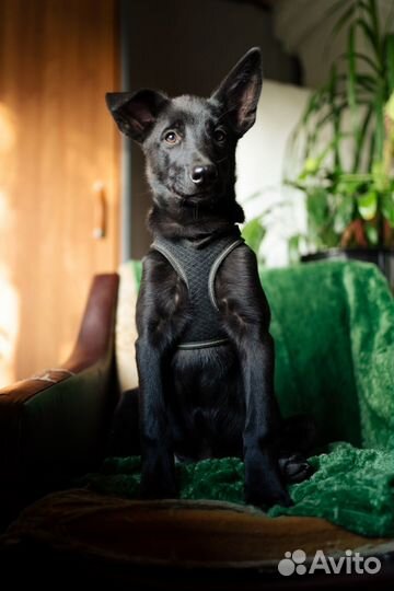 Черри - щенок-девочка в хорошие руки