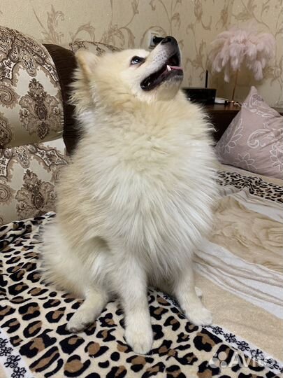 Немецкий шпиц