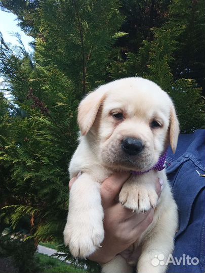 Лабрадоры девочки и мальчик