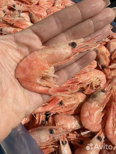 Креветка северная