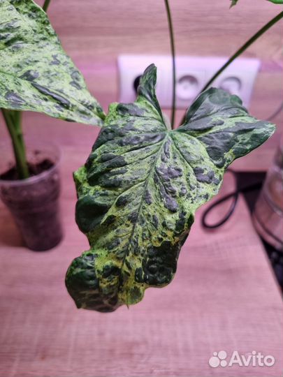 Сингониум моттлед/мохито