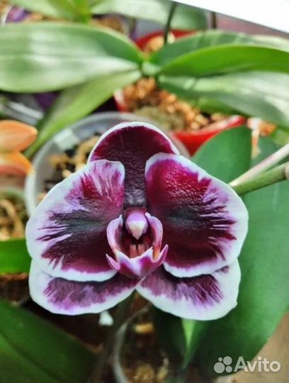 Орхидея Phal. Ever Spring Prince 'Star #6'