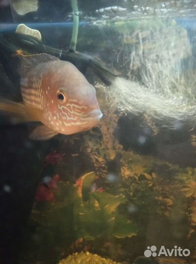 Аквариум 70 литров