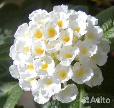 Лантана разные сорта