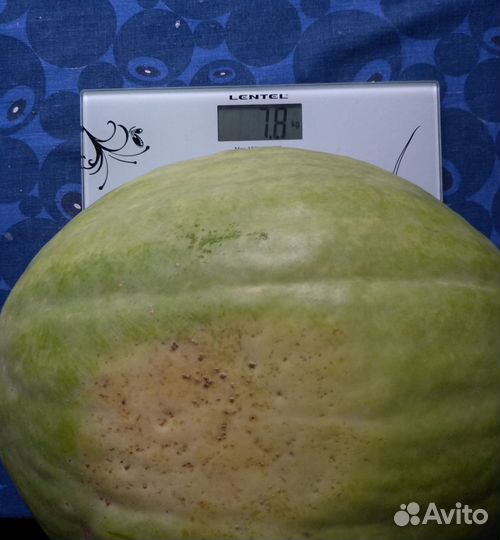 Саженцы арбуза