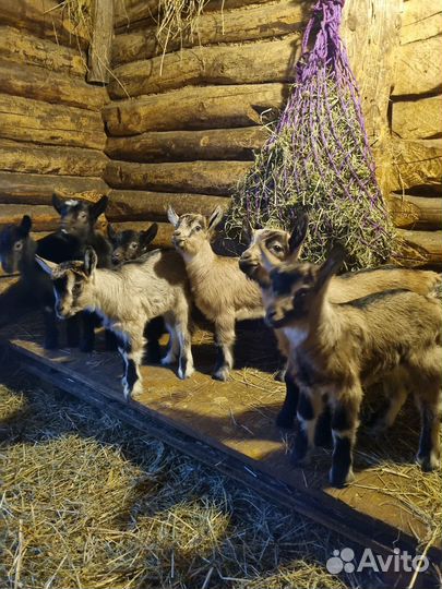 Козочка 7 месяцев. Коза дойная