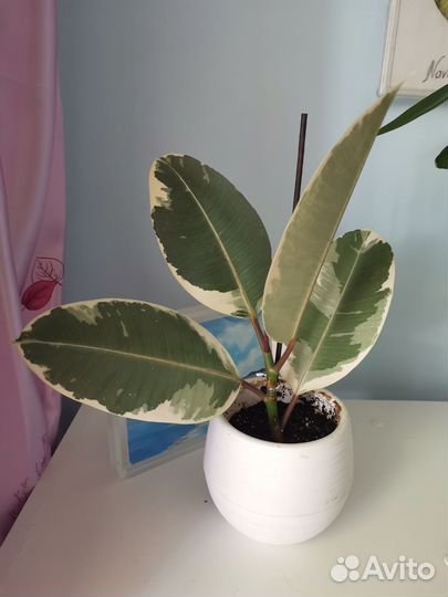 Фикус тинеке