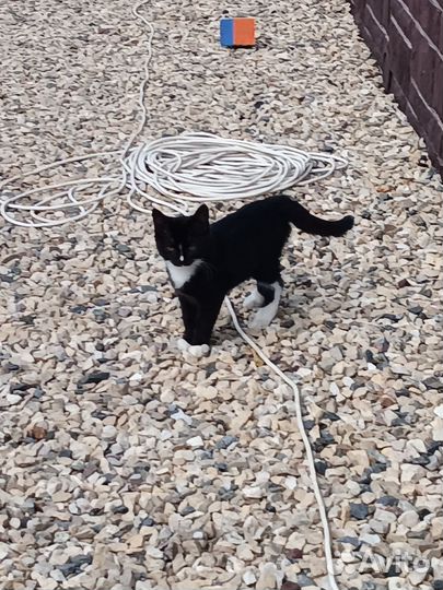 Котята от крысоловки, отдам