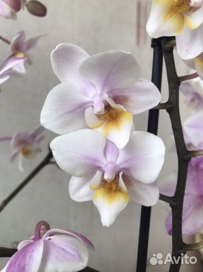 Орхидея фаленопсис Fragranse Trikolor