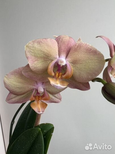 Орхидея Легато (Smoky Pink Смоки Пинк) Бронь