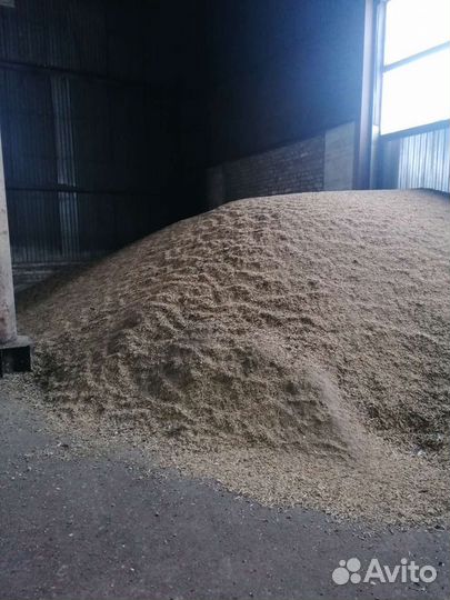 Пшеница ячмень