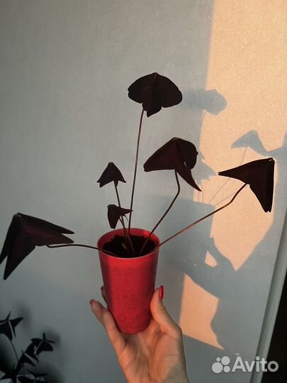 Кислица (оксалис) фиолетовый/ цветок-бабочка