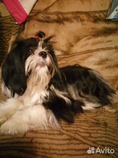 Щенки ши-тцу