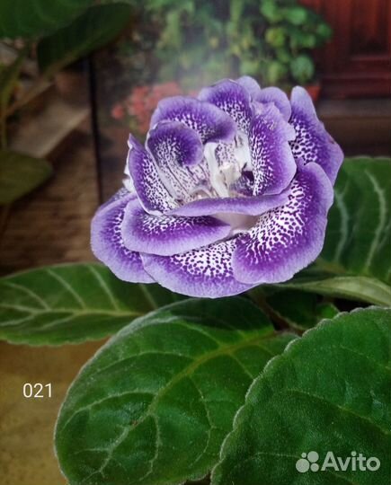 Детки глоксиний