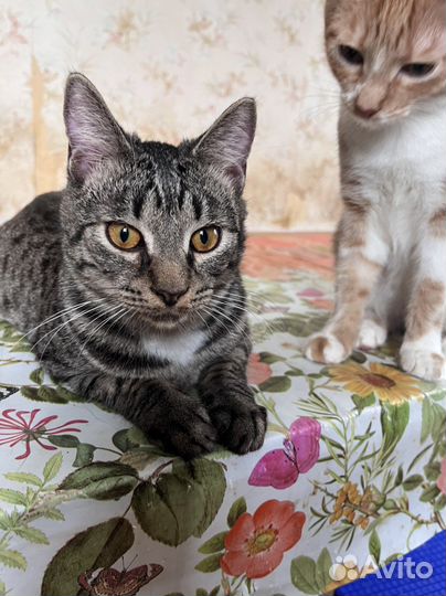 Котик в дар