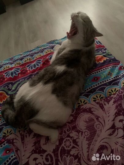 Котик в добрые руки