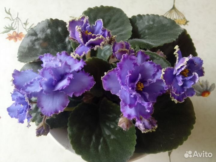 Фиалки подарочные